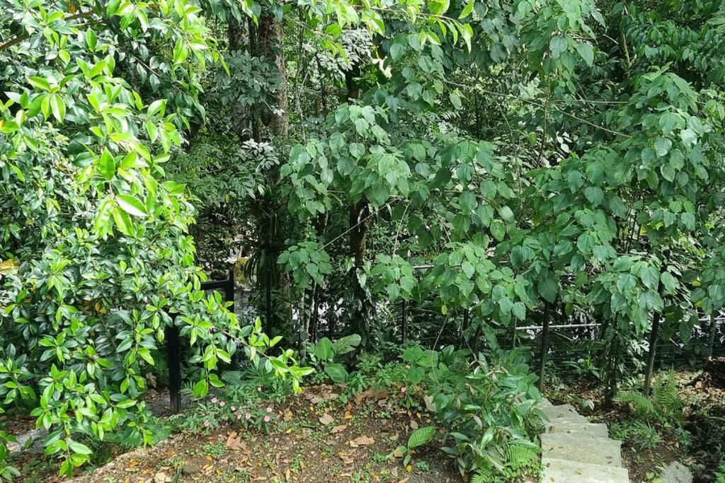 Villas Toecu - Casa Colibri La Fortuna Екстер'єр фото